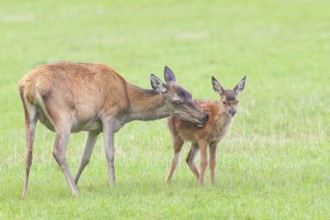 Adult red deer cow (Cervus elaphus) with calf standing in a meadow, licking fur from calf,