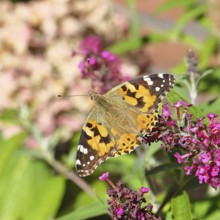 Distelfalter (Vanessa cardui) auf einer Blüte des Sommerflieders (Buddleja davidii), Wilnsdorf,