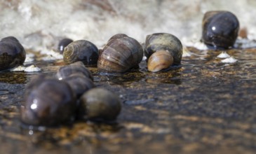 Sea snails on a rock being washed over by the surf, Resö Island, Bohuslän, Skagerrak, Sotenäs,