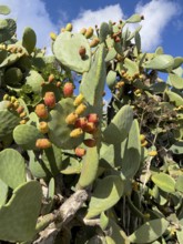 Prickly pear cactus (Opuntia ficus) Opuntia with orange-coloured prickly pear flowers. Gozo, Malta