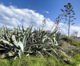 Large agaves (Agave americana), Malta