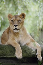 African lion (Panthera leo), female, captive, occurring in Africa