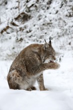 Eurasian lynx (Lynx lynx) licking its paw, winter, captive, Germany