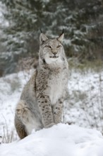 Eurasian lynx (Lynx lynx) sitting on a snowy hill, winter, captive, Germany