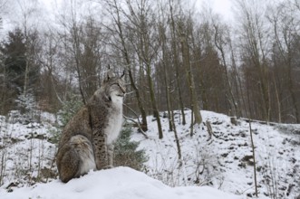 Eurasian lynx (Lynx lynx) sitting on a snowy hill, winter, captive, Germany