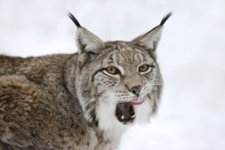 Eurasian lynx (Lynx lynx) in winter, portrait, captive, Germany