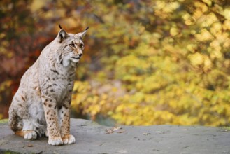 Eurasian lynx (Lynx lynx) sitting on a stone in autumn, captive, Germany
