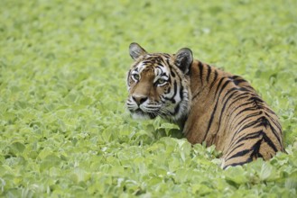 Siberian tiger (Panthera tigris altaica) in a pond with water lettuce (Pistia stratiotes), captive,