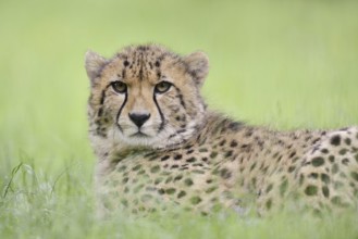 Cheetah (Acinonyx jubatus), captive, occurring in Africa