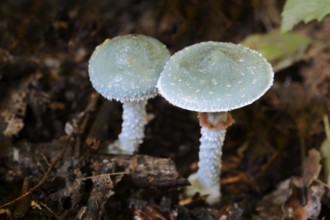 Stropharia aeruginosa, North Rhine-Westphalia, Germany