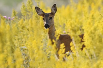 European roe deer (Capreolus capreolus), doe in summer, North Rhine-Westphalia, Germany