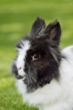Lionhead rabbit (Oryctolagus cuniculus forma domestica) in a meadow, North Rhine-Westphalia,
