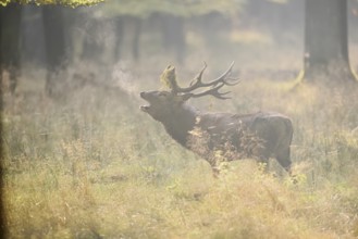 Red deer (Cervus elaphus) roaring in the rutting season, North Rhine-Westphalia, Germany