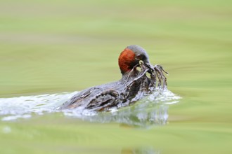Little grebe (Tachybaptus ruficollis) swimming with nesting material in its beak, North