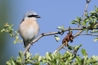 Red-backed shrike (Lanius collurio), male, North Rhine-Westphalia, Germany