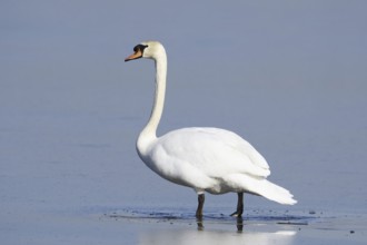 Mute swan (Cygnus olor) on a frozen lake in winter, North Rhine-Westphalia, Germany