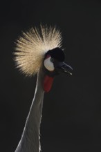 South African Crowned Crane or Grey-necked Crowned Crane (Balearica regulorum), portrait in