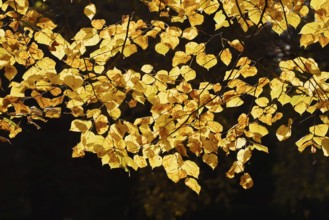 Summer lime (Tilia platyphyllos), leaves in autumn, North Rhine-Westphalia, Germany