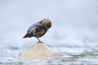 Grey White-throated Dipper (Cinclus mexicanus) standing on a rock in the water, Waterton Lakes