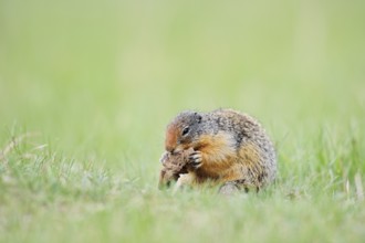 Columbia ground squirrel (Urocitellus columbianus, Spermophilus columbianus) feeding in a meadow,