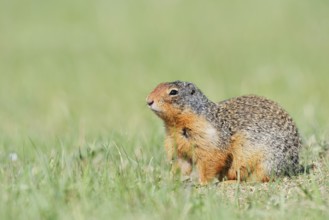 Columbia ground squirrel (Urocitellus columbianus, Spermophilus columbianus), Jasper National Park,
