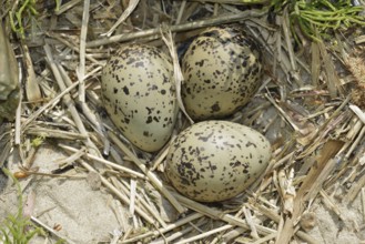 Oystercatcher (Haematopus ostralegus), clutch in nest, North Holland, Netherlands