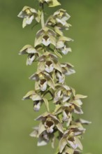 Broad-leaved helleborine or broad-leaved marsh orchid (Epipactis helleborine), inflorescence, North