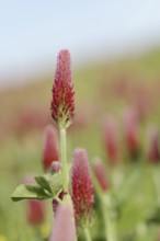 Purple clover or foxtail clover (Trifolium rubens), inflorescence, North Rhine-Westphalia, Germany