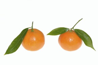 Clementine (Citrus clementina), fruit and leaves on a white background
