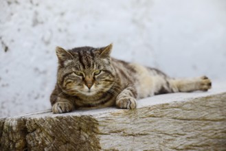 Domestic cat (Felis catus) lying on a wooden bench, Brittany, France