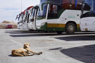 Dog and buses at the car park of Hatshepsut Temple, Mortuary Temple of Hatshepsut, Deir el-Bahari,
