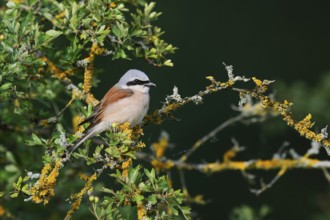 Red-backed shrike (Lanius collurio), male, North Rhine-Westphalia, Germany