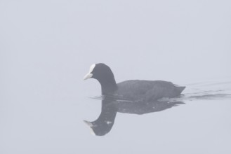 Eurasian Coot (Fulica atra) swimming in the morning mist, North Rhine-Westphalia, Germany
