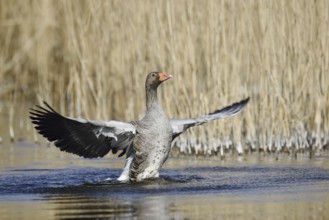 Greylag goose (Anser anser), flapping wings, North Rhine-Westphalia, Germany