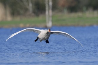 Mute swan (Cygnus olor) flying over a lake, North Rhine-Westphalia, Germany