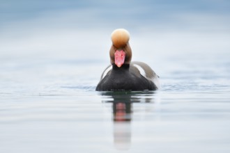 Red-crested pochard (Netta rufina), swimming drake, Lake Constance, Baden-Württemberg, Germany