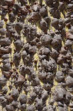 Floret silk tree (Ceiba speciosa), trunk with pointed spines, Algarve Portugal