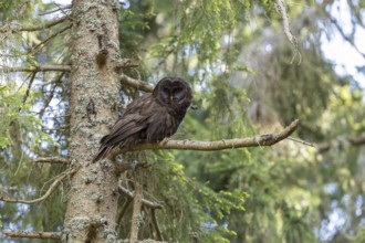 Ural owl (Strix uralensis), melanistic, owl, on branch, Koroska, Slovenia