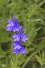 Veronica teucrium (Veronica teucrium) blue flower at the edge of a field hedge, Lahnstein,