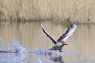 Greylag goose (Anser anser) taking off on a pond, Wagbachniederung nature reserve, Waghäusel,