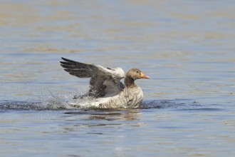 Greylag goose (Anser anser), bathing, flapping its wings on a pond, Wagbachniederung nature