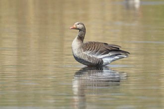Greylag goose (Anser anser), swimming on a pond, Wagbachniederung nature reserve, Waghäusel,