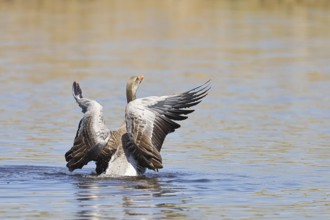 Greylag goose (Anser anser), flapping its wings on a pond, Wagbachniederung nature reserve,