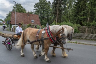 Two Haflinger horses pull the church tree to the fairground, Eckenhaid, Middle Franconia, Bavaria,