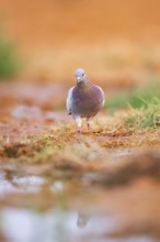 Rock dove (Columba livia) on a farmers field, Belchite, Aragon, Saragossa, Spain