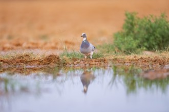 Rock dove (Columba livia) on a farmers field at a water pool, Belchite, Aragon, Saragossa, Spain