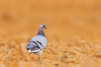 Rock dove (Columba livia) on a farmers field, Belchite, Aragon, Saragossa, Spain