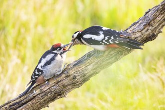 Great spotted woodpecker (Dendrocopus major) ml Old bird feeding young bird Germany