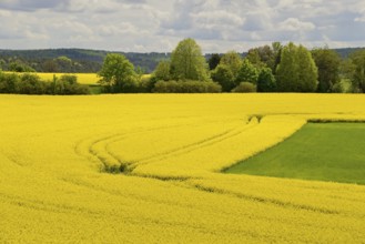 View over a field landscape, blooming rape fields (Brassica napus), cloudy sky, North