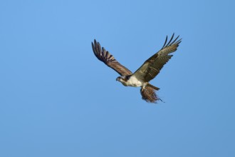 Osprey in flight with outstretched wings under a clear blue sky, Osprey (Pandion haliaetus),
